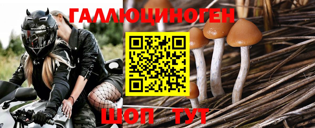 где можно купить   Вход с VPN  Минеральные Воды  Псилоцибиновые грибы мицелий 